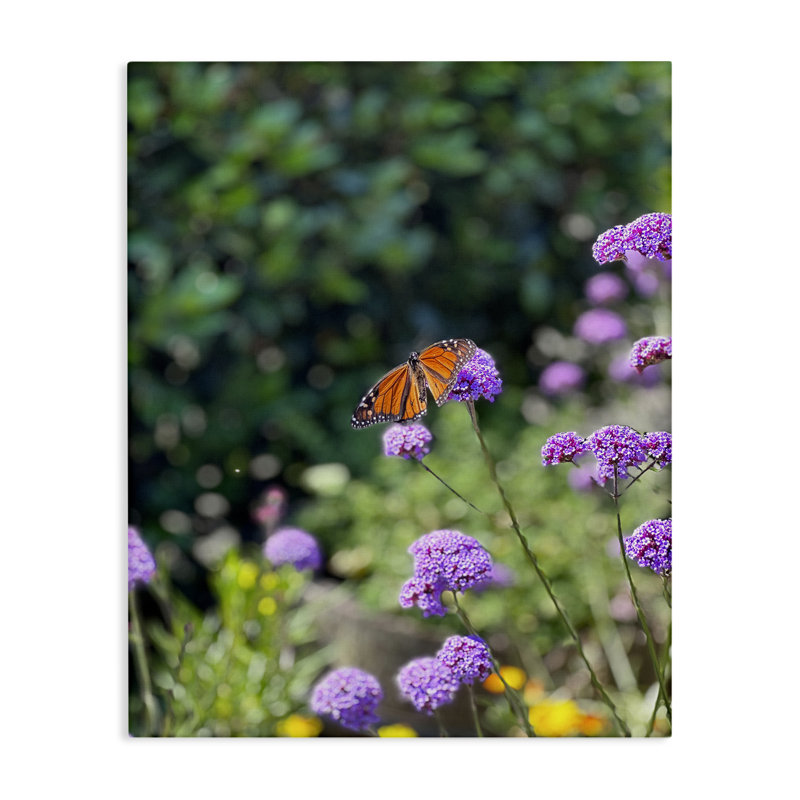 «Butterfly in Meadow», art mural sur toile par Kali Wilson, H 30 po x l 24 po