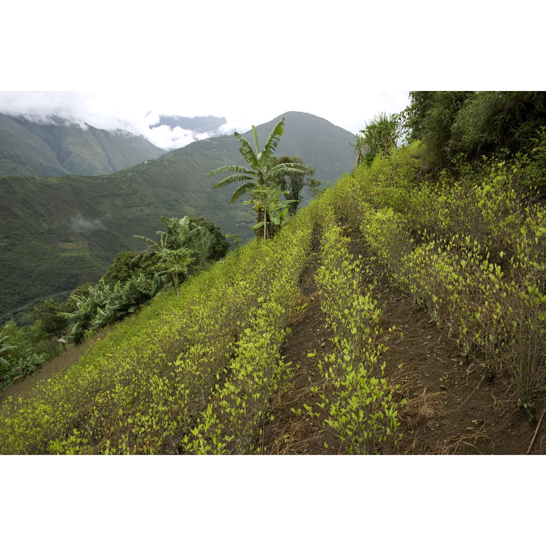 Coca Field von Sayarikuna - Druck auf Leinwand ohne Rahmen