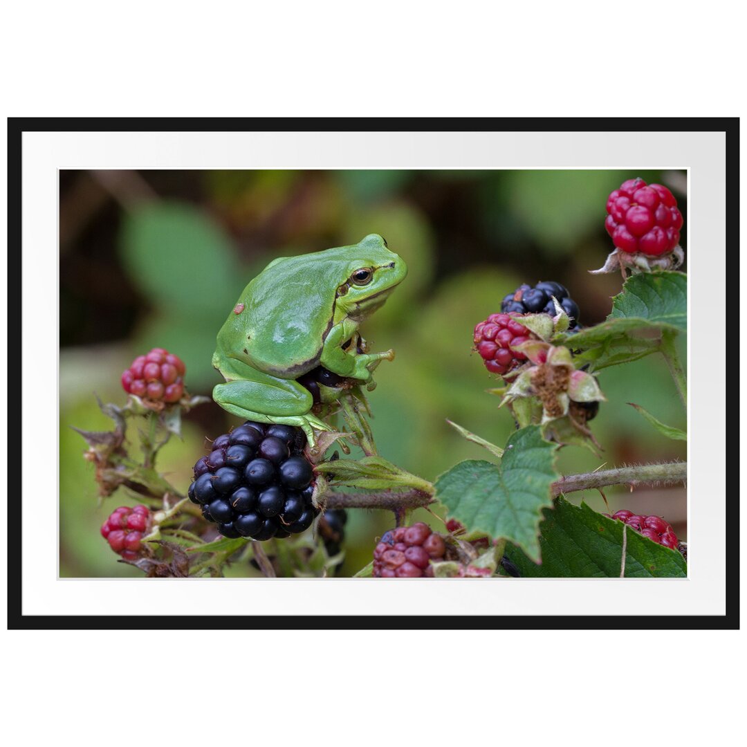 Gerahmtes Poster Kleiner Frosch auf Brombeerstrauch