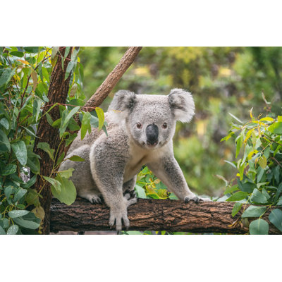 " Koala On Eucalyptus Tree "