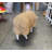 Merino Ewe Head Down Life Size Statue