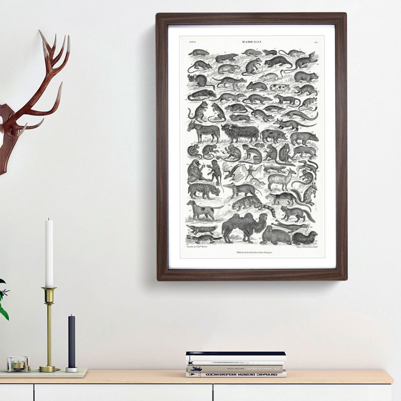 Study of Mammals LIV by Oliver Goldsmith - Framed Print, Walnut Framed, 48cm H x 36cm W x 2cm D