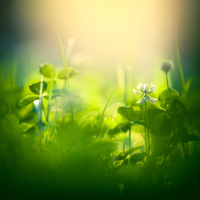 Green Field with Sunlight by Jeja