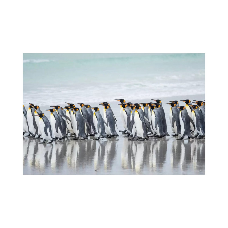King Penguin, Falkland Islands. by Martin Zwick - Wrapped Canvas Print, 20.32 cm H x 30.48 cm W