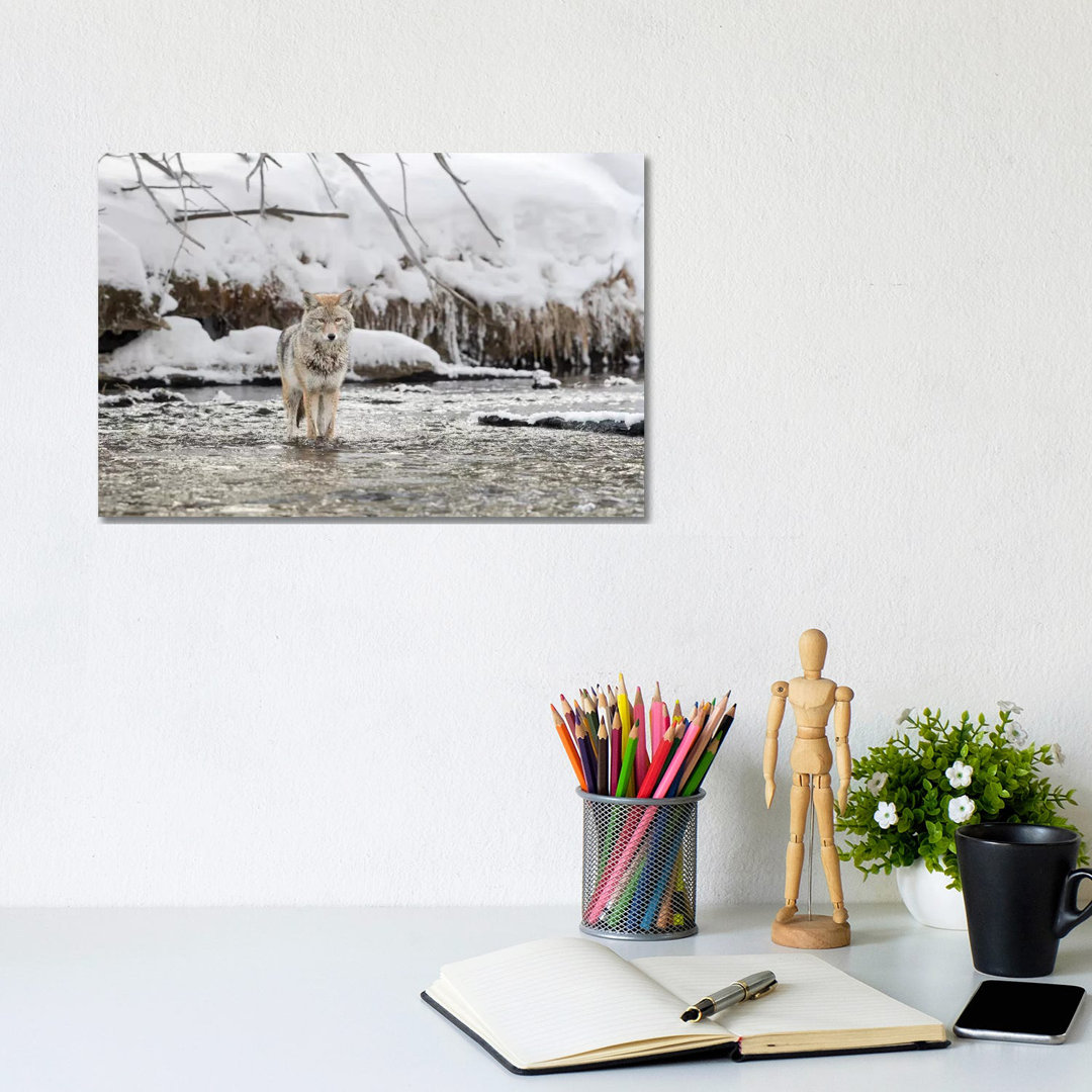 Wyoming, Yellowstone NP, Madison River. A Coyote Standing in the Madison River by Ellen Goff - Wrapped Canvas Photograph East Urban Home 