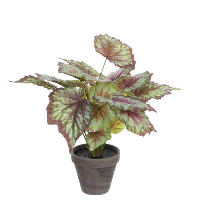 Begonia 40cm Plant