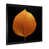 Black Single Picture Framed