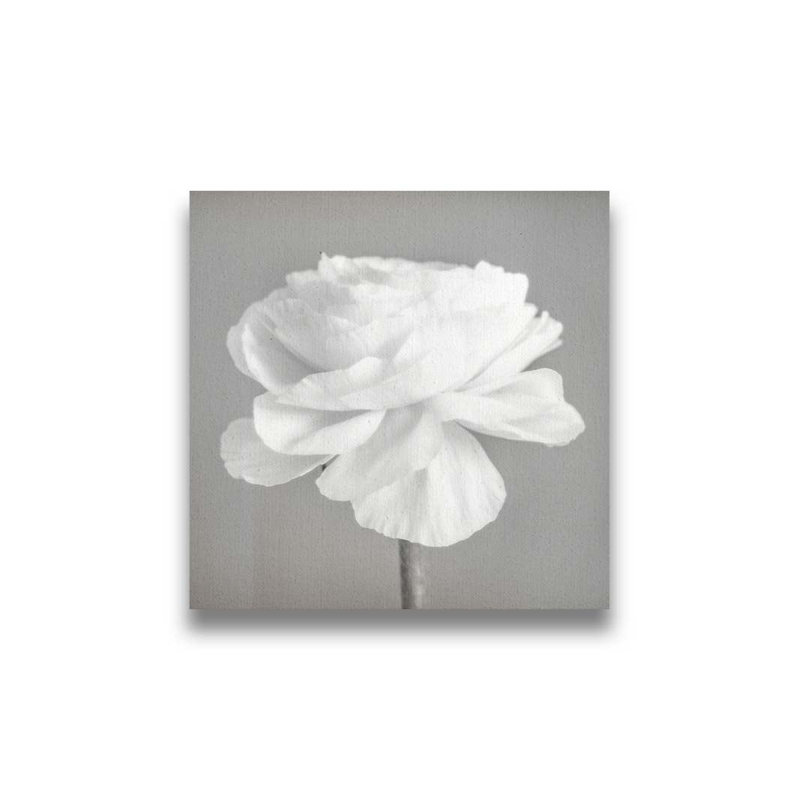 Simplement rose, noir et blanc par Hal Halli. Impression sur papier - Montée et encadrée, H 34 po x l 34 po