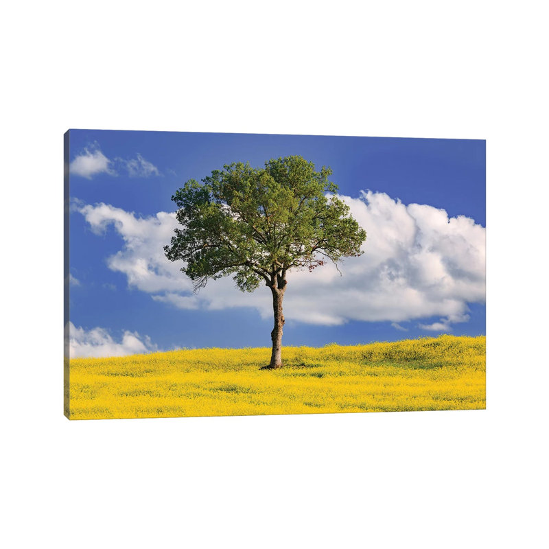 Italy, San Quirico D'Orcia. Tree And Farm Crop. by Jaynes Gallery - Wrapped Canvas Gallery-Wrapped Canvas Giclée