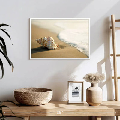 Coquillage sur la plage