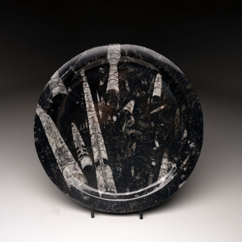 Belemnite Plate