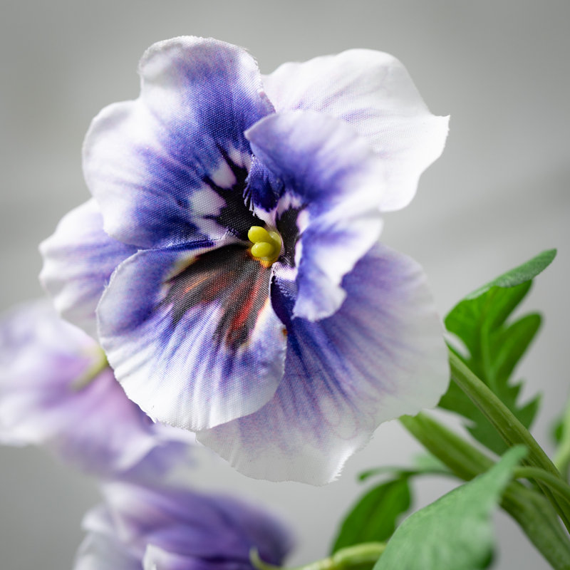 Tiges Mcnulty Pansy, Mauve clair