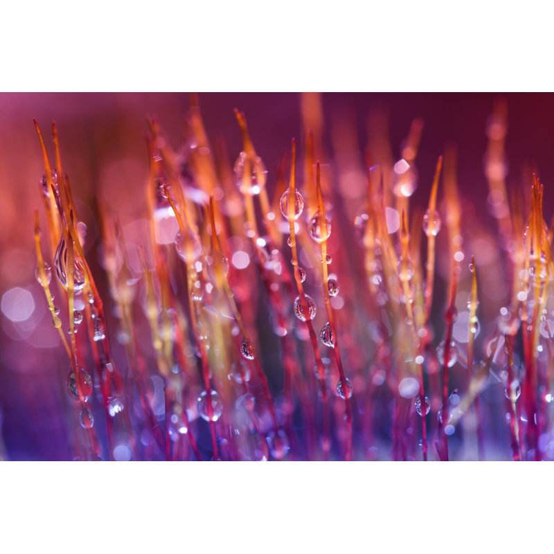 Moss Macro - Wrapped Canvas Print, 20cm H x 30cm W x 3.8cm D