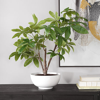 Arbre zoelle