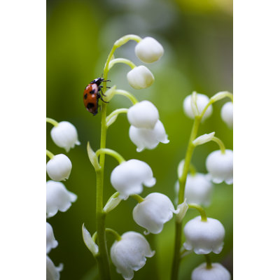 Ladybug On The Lily Of The Valley by Oluolu3 - Wrapped Canvas Print