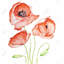 Aquarelle de coquelicots, décoration florale encadrée sur toile rouge