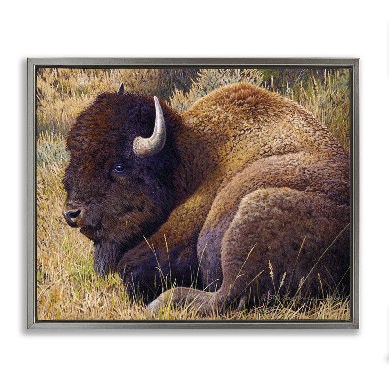 «Relaxing Young Bison Gray» par Rod Lawrence, H 25 po x l 31 po, Cadre flottant gris lustré
