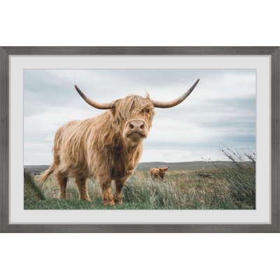 Grazing Cattles - Print