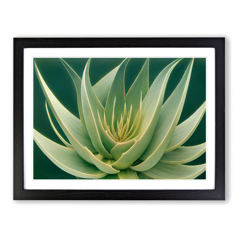 Beguiling Aloe Vera Plant - Single Picture Frame Print, 46cm H x 64cm W x 2cm D, Black Frame