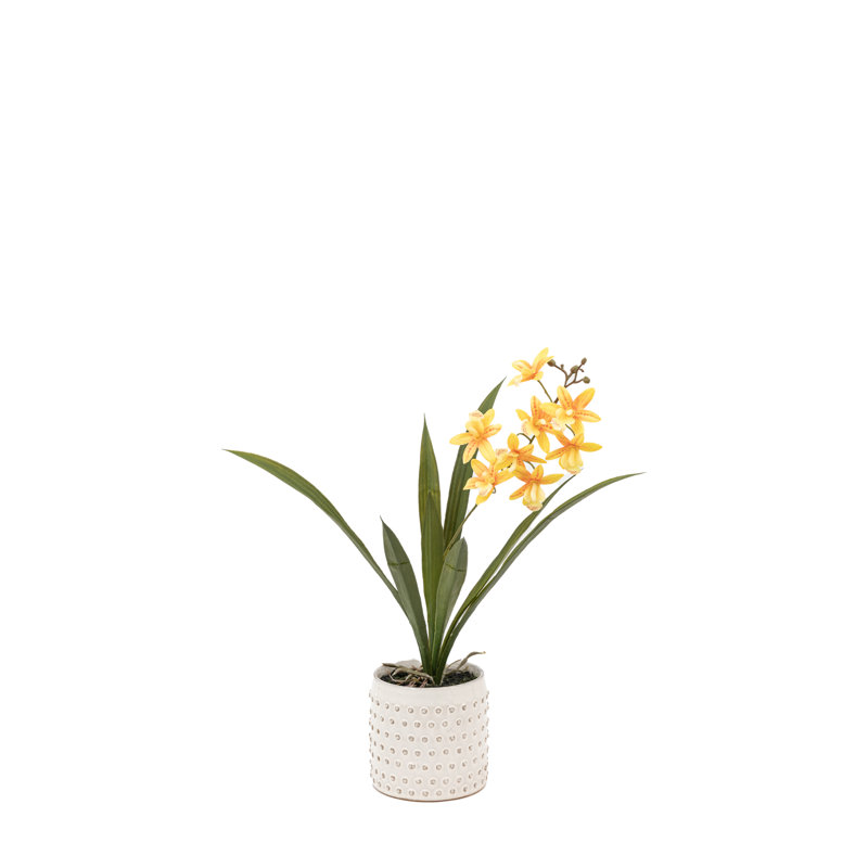 Orchid in White Ceramic Dot Pot 400mm, Orange