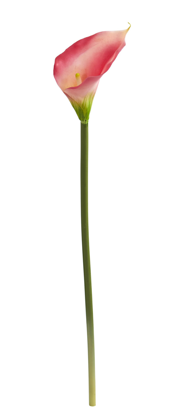 Calla Lily Stems, Pink