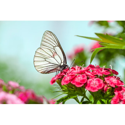 Butterfly Sits On Flowers by Yanikap - Wrapped Canvas Print