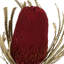 12" Jumbo Banksia Flower with Stem Dried-2138790473