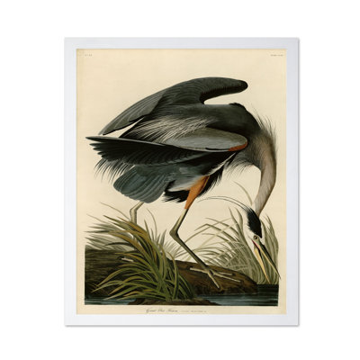 John James Audubon - Grand héron bleu