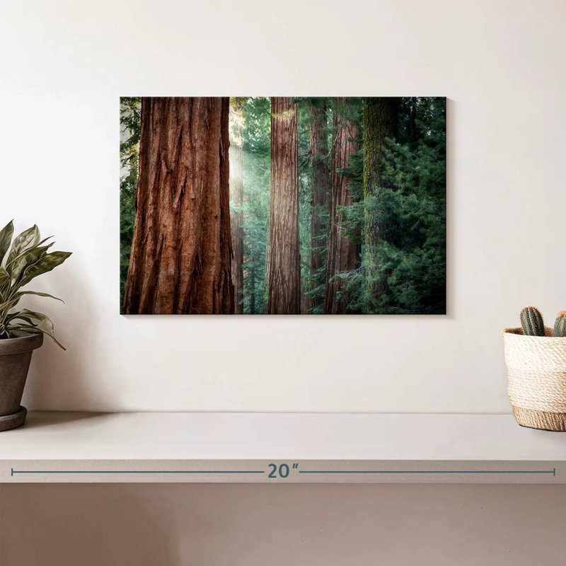 Harnek Sunkissed Sequoia Trees, 8" H x 12" W
