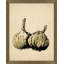 Sketched Garlic Print by Nathan Turner
