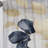 White Gold Hydrangea Blooms Heaven II - Traditional Velvet Curtain - Room Darkening - 1 Panel-107826582