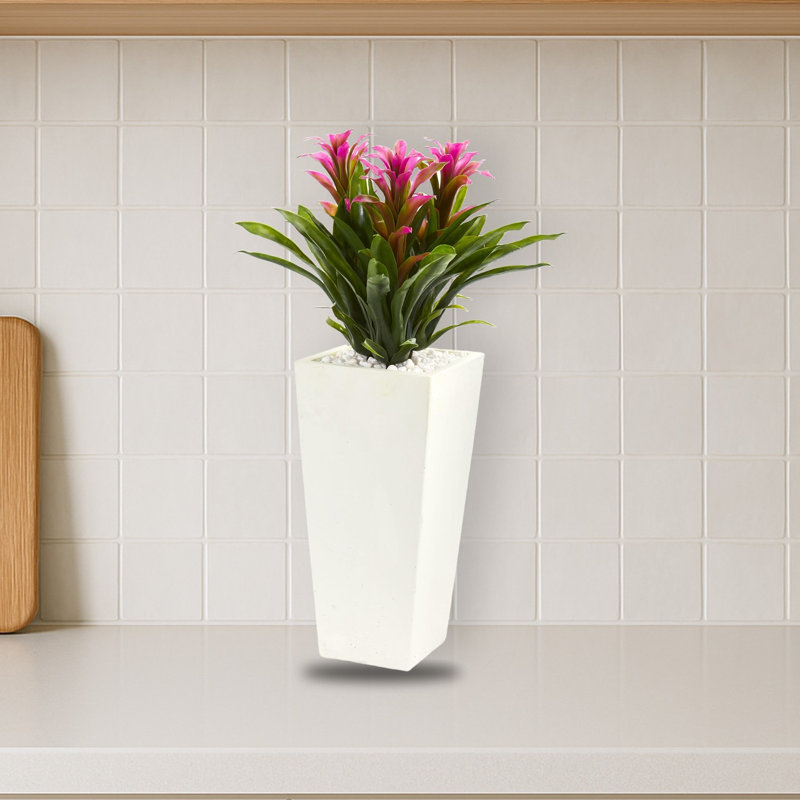 Triple broméliacées en pot de fleurs