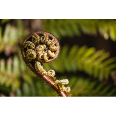 Fern Frond - photographie sur toile tendue
