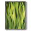 Blades of Grass I, reproduction encadrée - bois massif-960542594