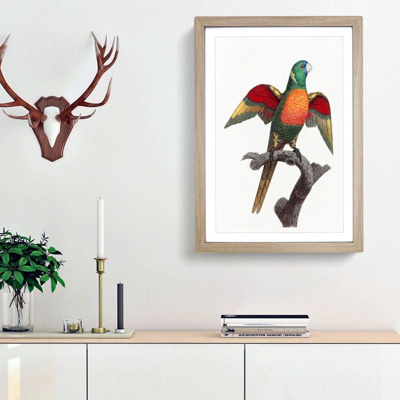 A Blue-Headed Parrot by F. Levaillant - Framed Print, 45cm H x 33cm W x 2cm D, Oak Framed