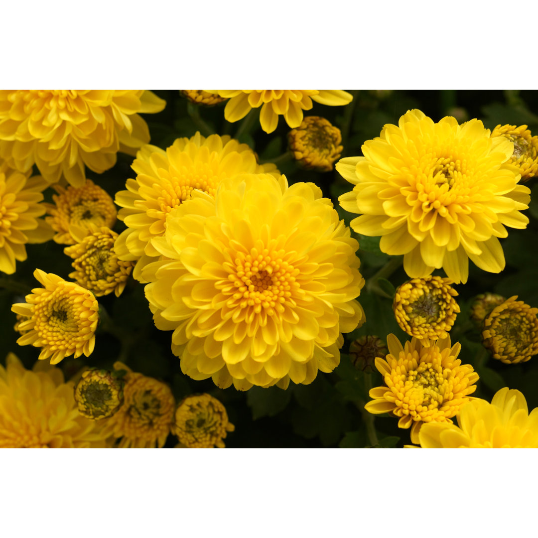 Leinwandbild Gelbe Chrysanthemen als Hintergrund