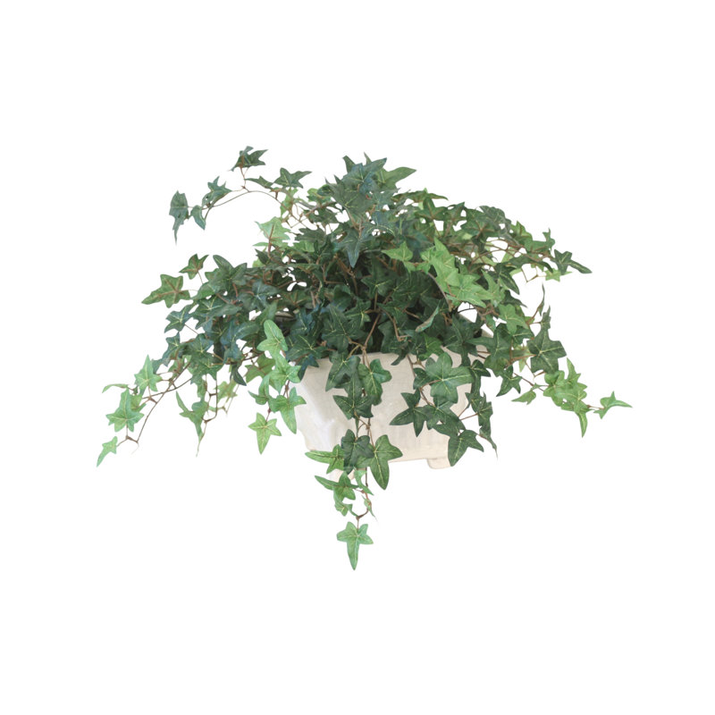 Ivy in White Glazed Planter