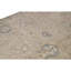 Floral Area Rug in Ivory