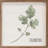 " Cilantro-01 "