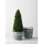 Cèdre de table et arbre pin