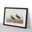Pectoral Sandpipers by John Audubon - Framed Print-55616544-55616545
