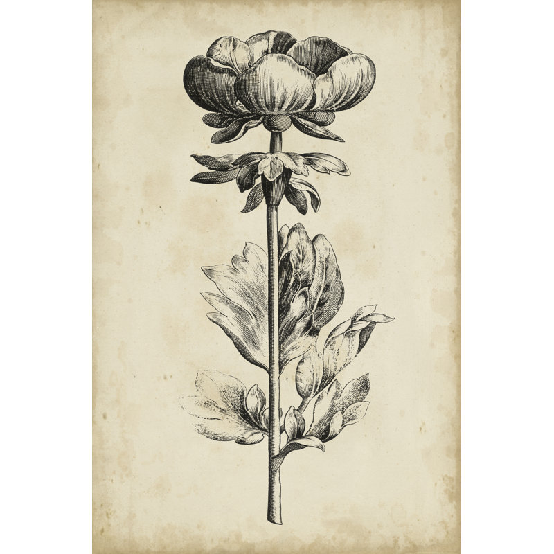 Singular Beauty III by Vision Studio - Wrapped Canvas Print, 122cm H x 81cm W x 3.8cm D