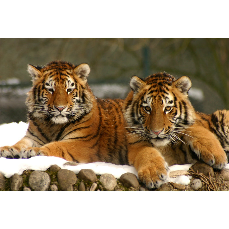 Tiger Cubs by Nullplus - Wrapped Canvas Print, 61cm H x 91cm W x 3.8cm D