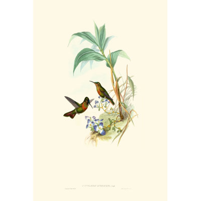 Hummingbird Delight X