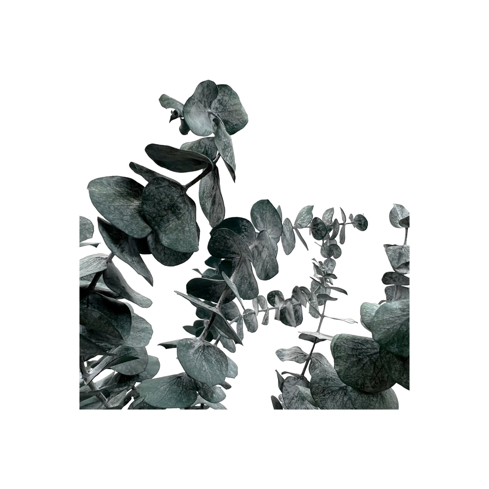 Bundle of 4 Dried Preserved Baby Eucalyptus Bouquets, Blue