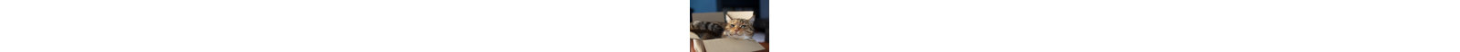 Cat In A Box - Wrapped Canvas Print-890198437