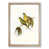 Oak Framed selected