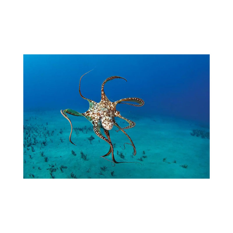 Day Octopus (Octopus Cyanea), Hawaii by VWPics - Wrapped Canvas Print, 20.32 cm H x 30.48 cm W