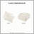 Animal Chenille Comforter Set Twin/Twin XL