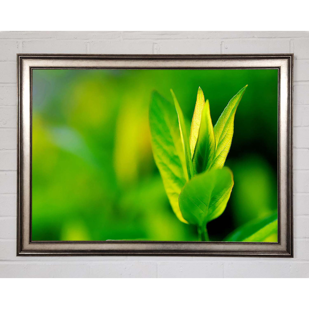 Green Leaf Flower - Einzelner Bilderrahmen Kunstdrucke